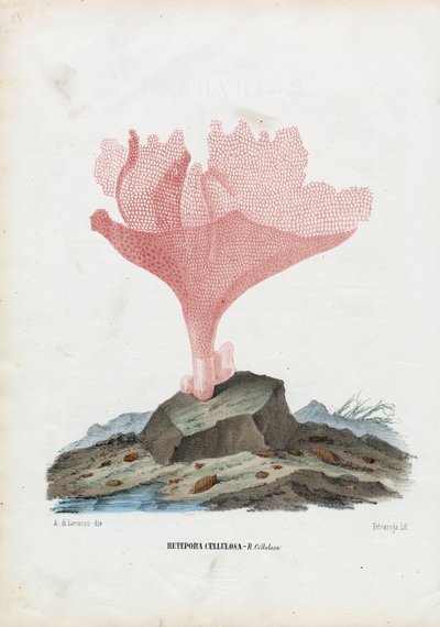 Corals, 1863-79 by Raimundo Petraroja